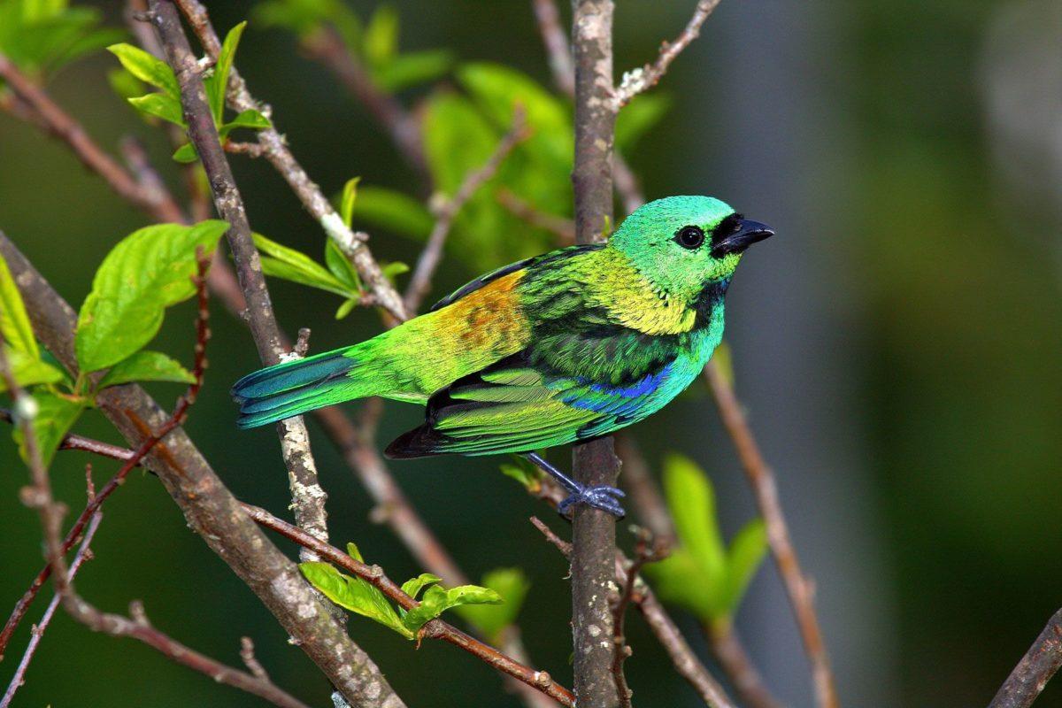 Birds and Wildlife of Northeastern Argentina