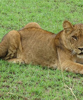 johnnie uganda safaris