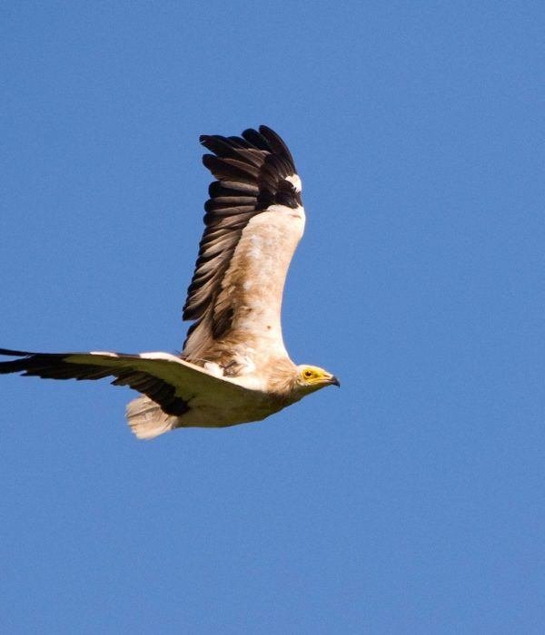 Egyptian Vulture - Birding Tarifa