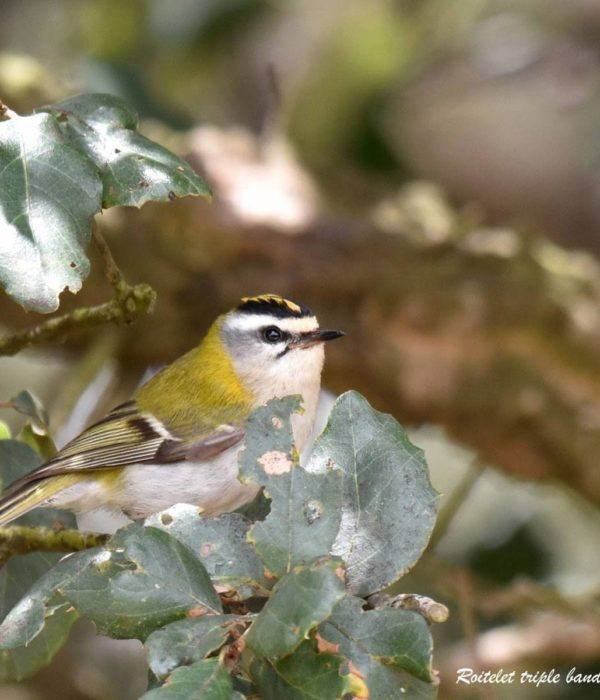 Doñana National Park