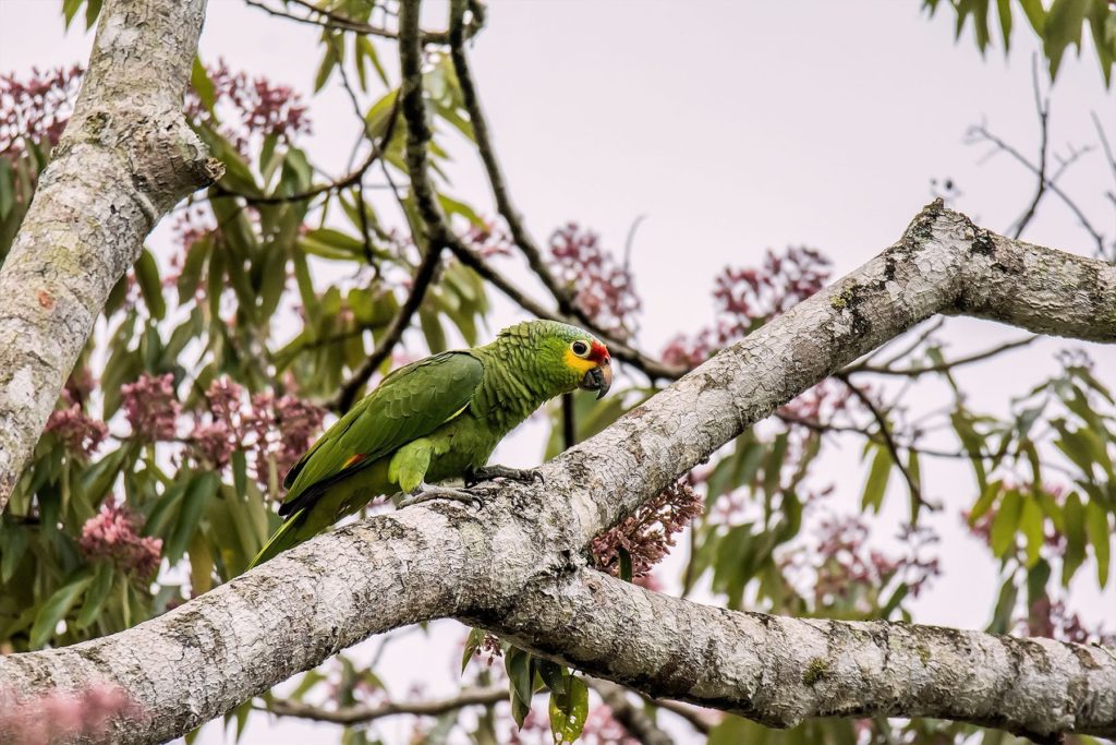 Reef & Rain-forest Birding Tour