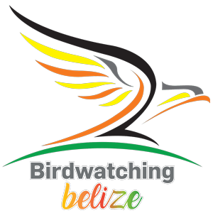 Birdwartching Belize