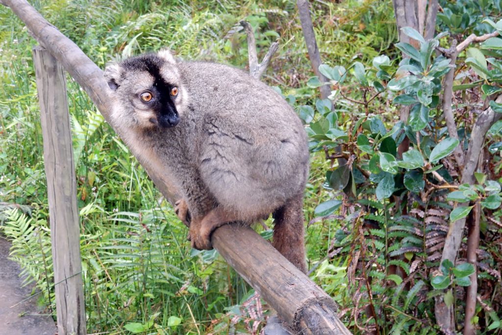 Madagascar Tourism Expeditions