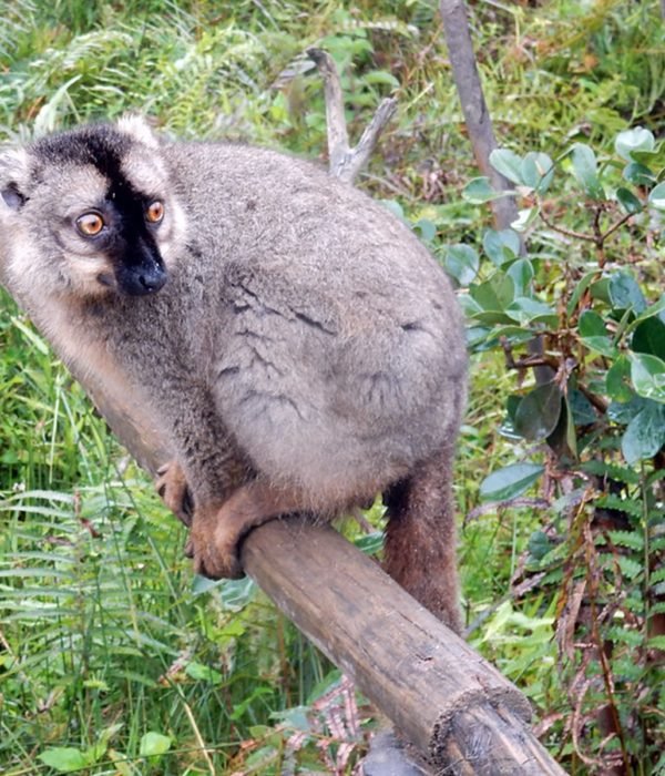 Madagascar Tourism Expeditions