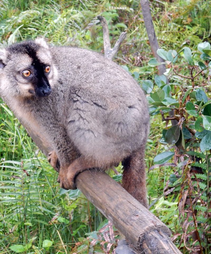 Madagascar Tourism Expeditions