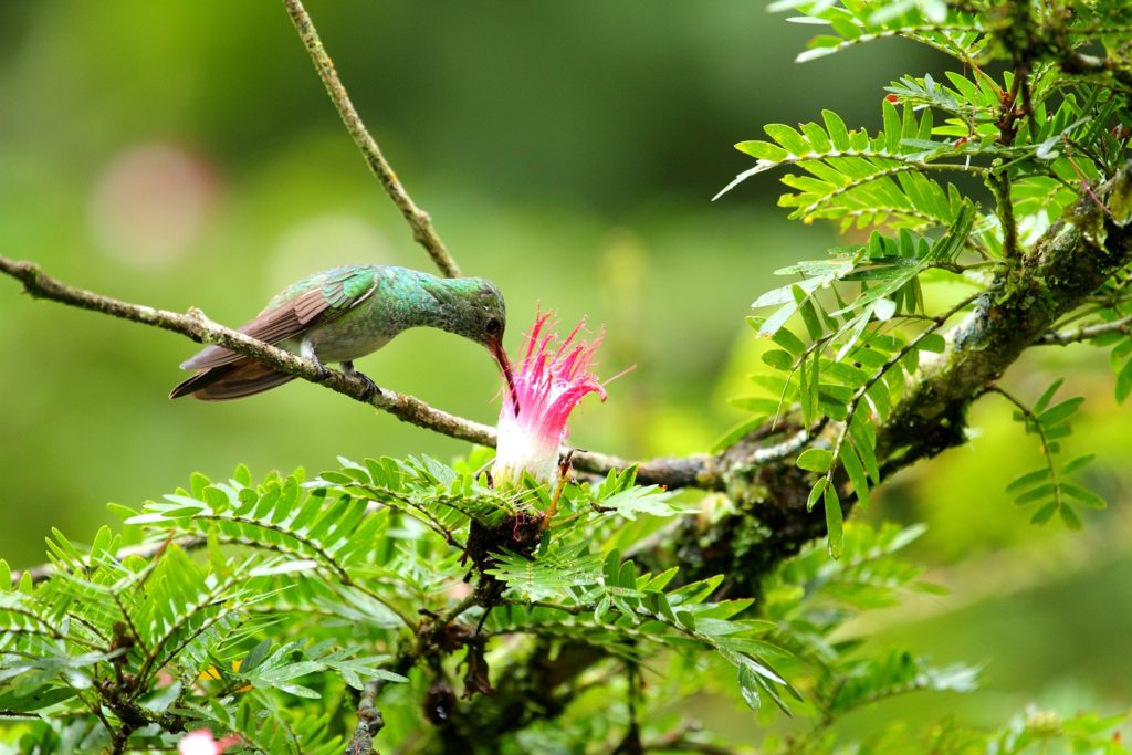 Ecoterra Costa Rica