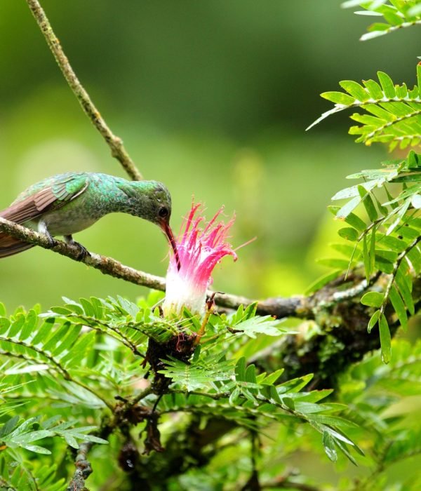 Ecoterra Costa Rica