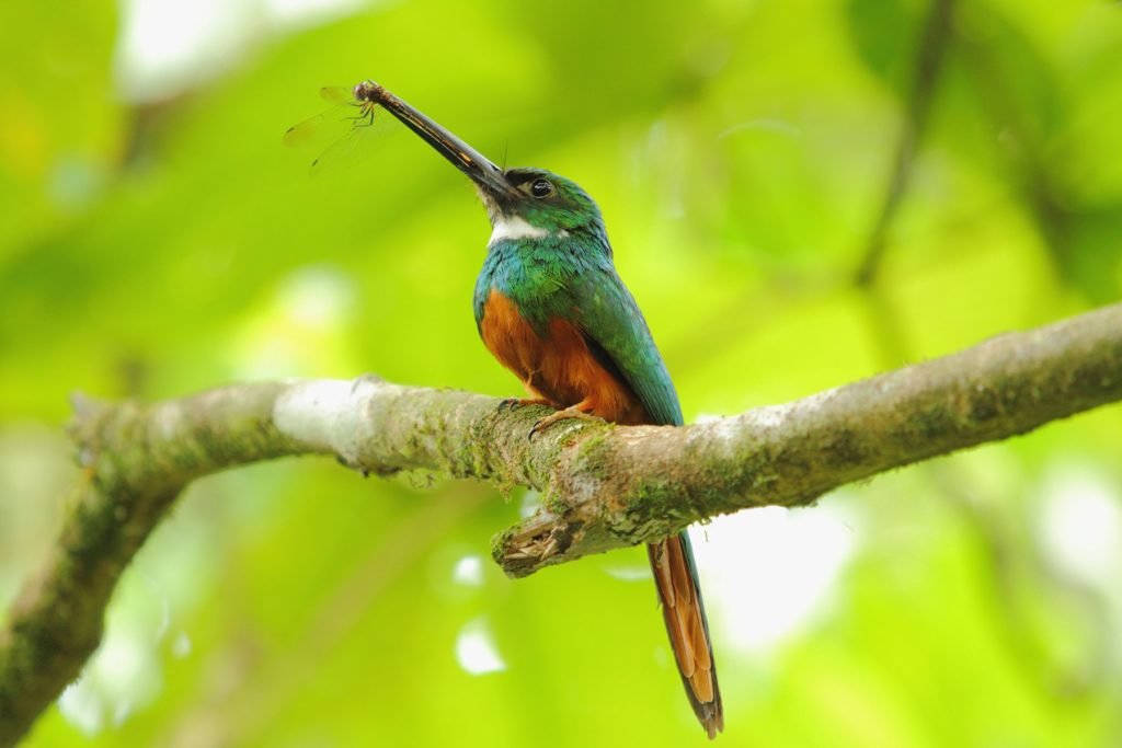 Ecoterra Costa Rica