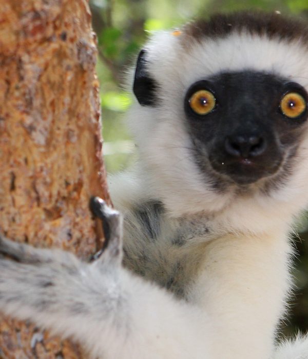 Madagascar Tourism Expeditions