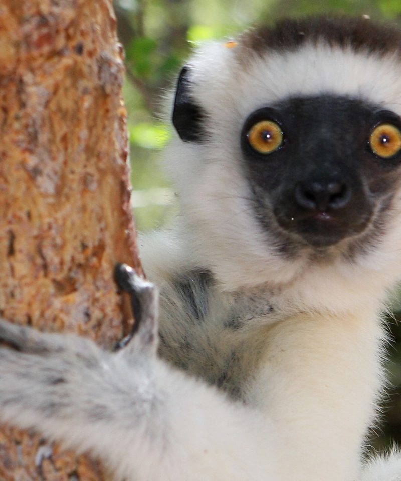 Madagascar Tourism Expeditions