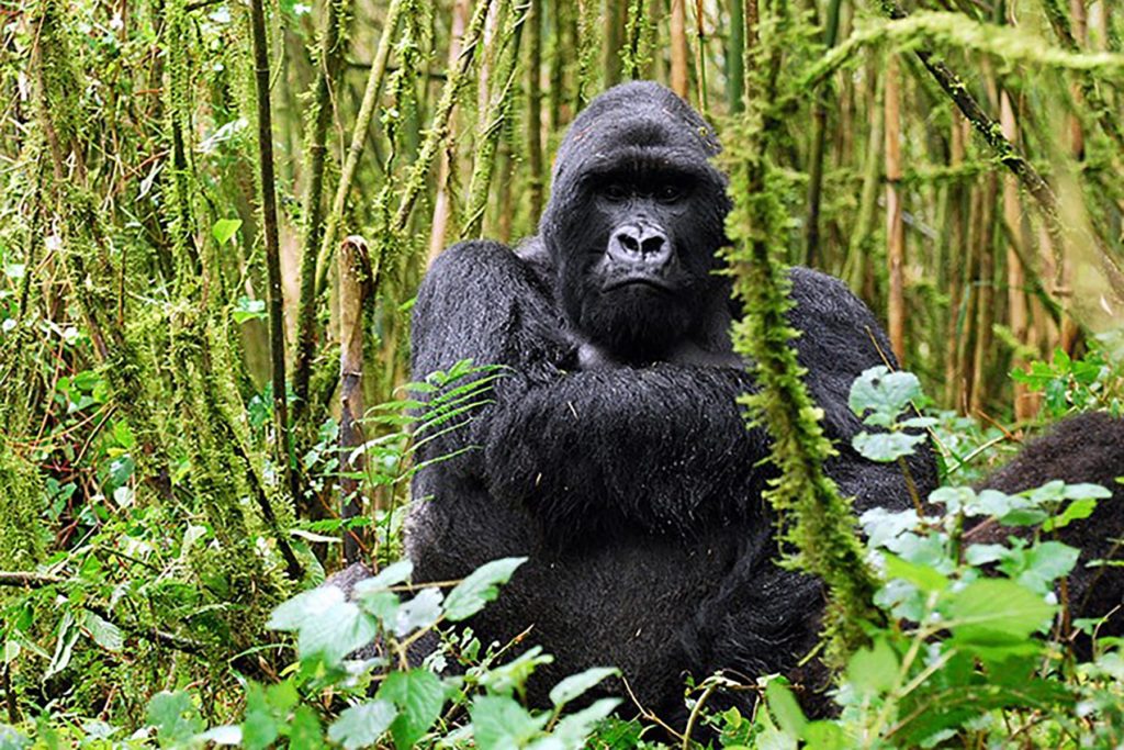 Wildlife Tours Rwanda