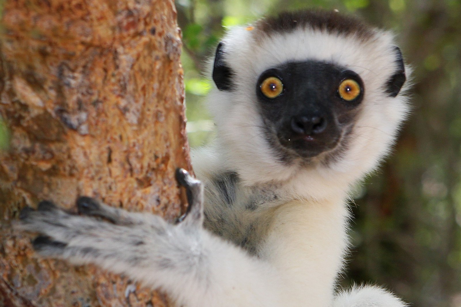 Madagascar Tourism Expeditions
