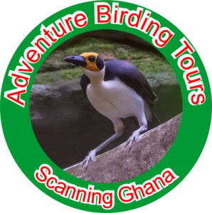 Adventure Birding Tours