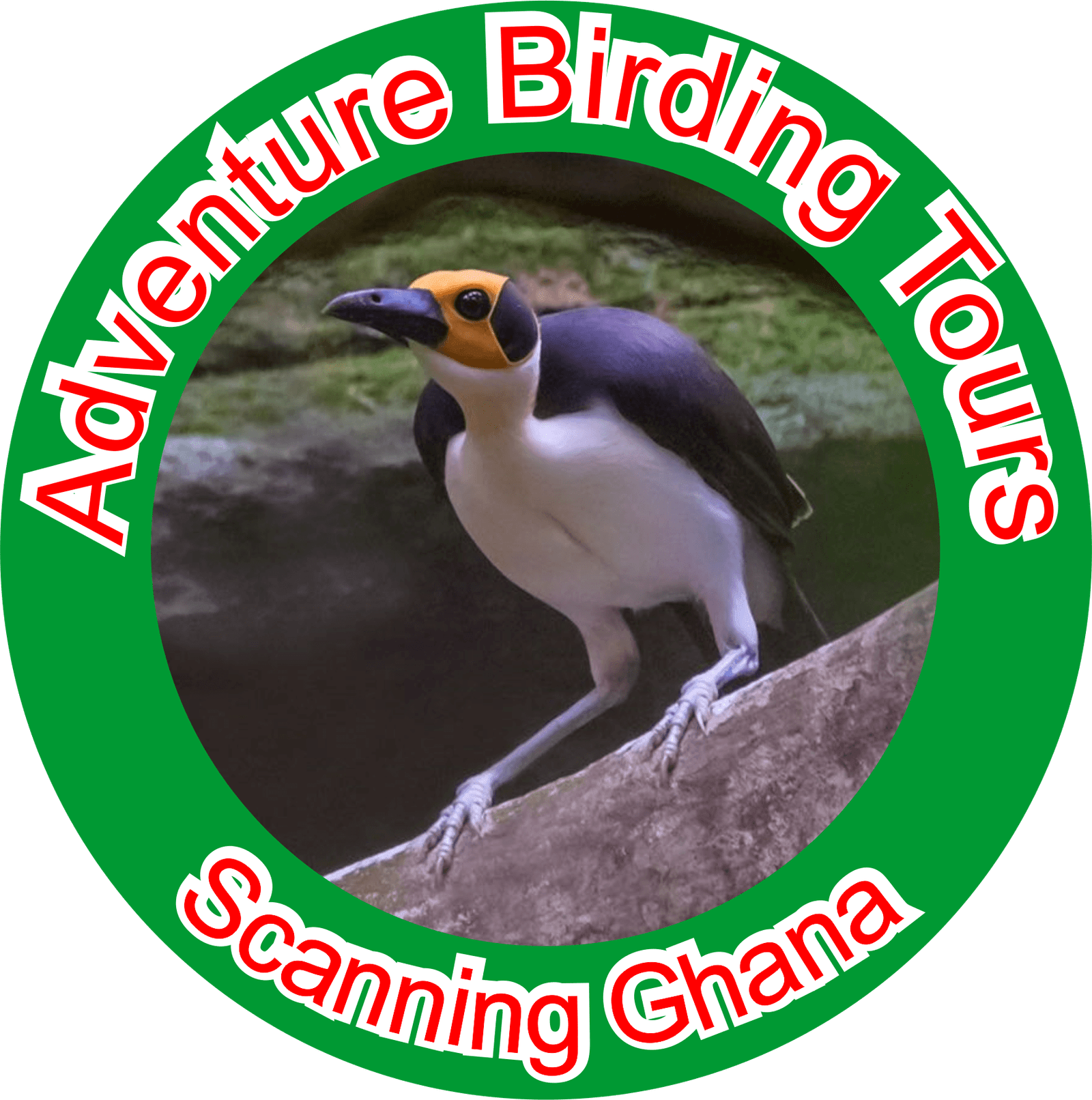 Adventure Birding Tours