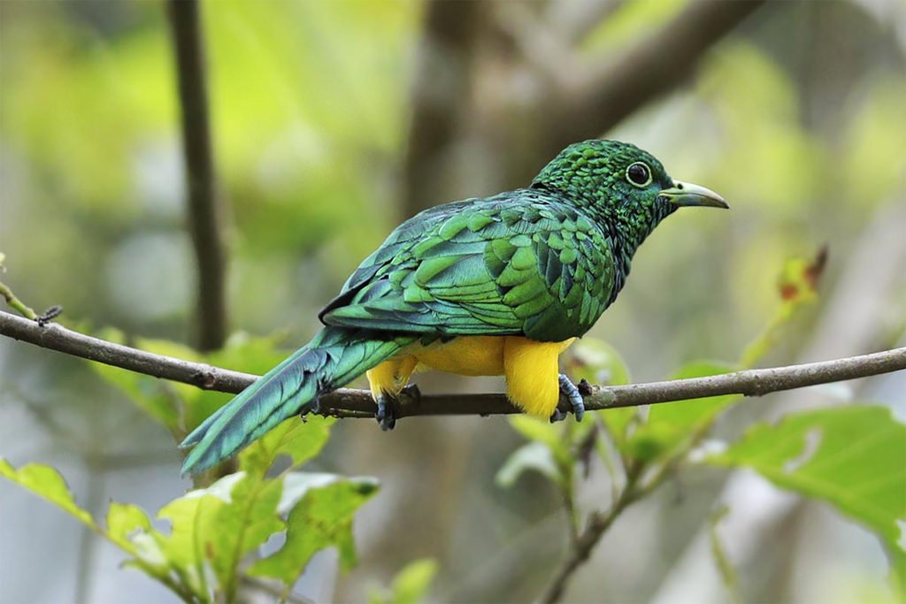 Adventure Birding Tours