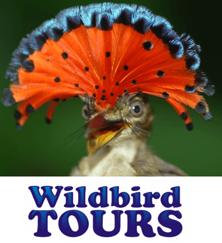 Wildbird Tours