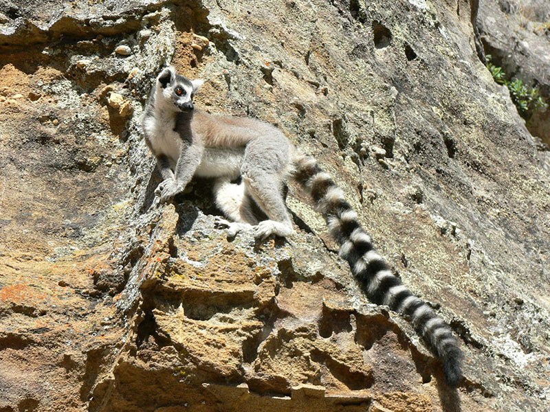 Madagascar Tourism Expeditions